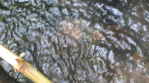 Mountain water flows between the rocks Stock Footage 225051353