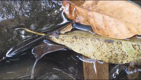 Mountain water flows between the rocks Stock Footage 225070195
