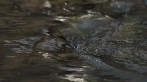 Mountain water Stock Footage 48298162