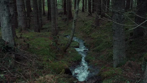 Mountain water stream or river in forest Stock Footage 276409596
