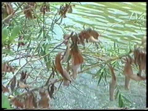 Mountain Waterfall Stock Footage 344380311
