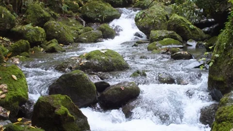 Mountain waterfall in forest. Clear water flow down the stones. Nature reserve Stock Footage 231199987