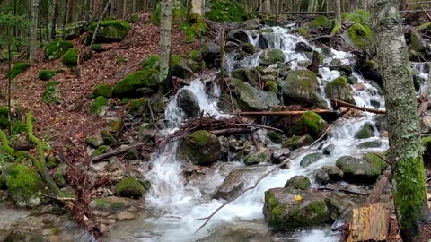 Mountain waterfall in the forest Video stock 169700710