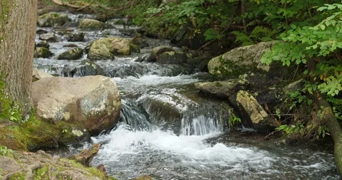 Mountain Waterfall Stream in a Forest Vídeo Stock 95765201