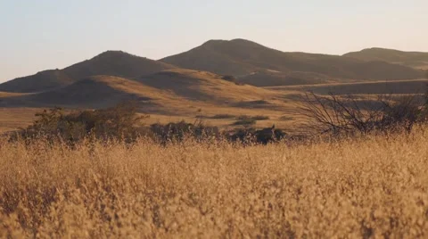 Mountain wheat field Stock Footage 54618589