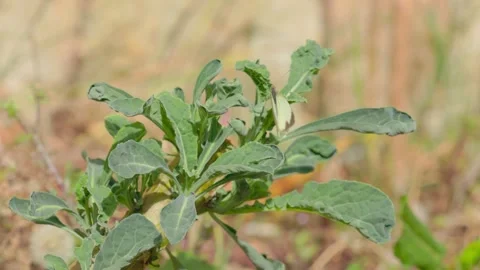 A mountain white butterfly laying eggs on a kale plant Stock Footage 346789512
