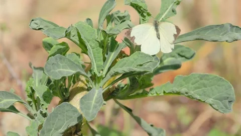 A mountain white butterfly laying eggs on a kale plant Stock Footage 346789756