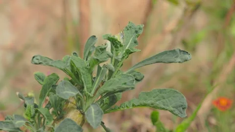 A mountain white butterfly laying eggs on a kale plant Stock Footage 346789824