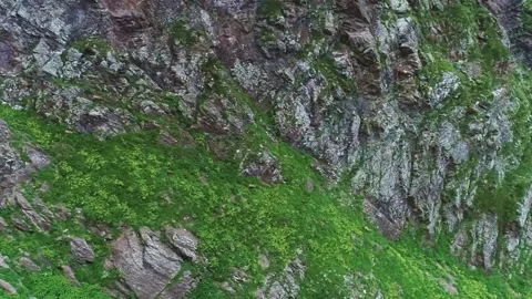 Mountain wild chamois run through the misty mountains Video stock 136127119