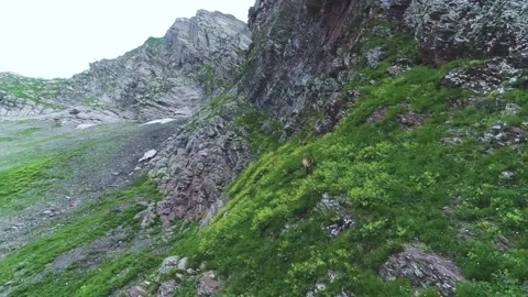 Mountain wild chamois run through the misty mountains Video stock 136127145