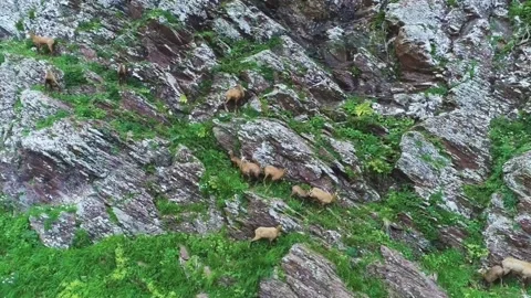 Mountain wild chamois run through the misty mountains Video stock 136127161