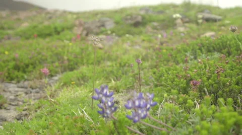 Mountain wild flowers Stock Footage 59466146