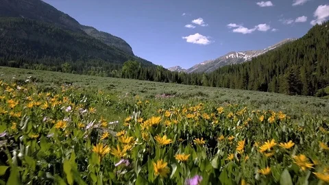 Mountain Wild Flowers Stock Footage 83229821