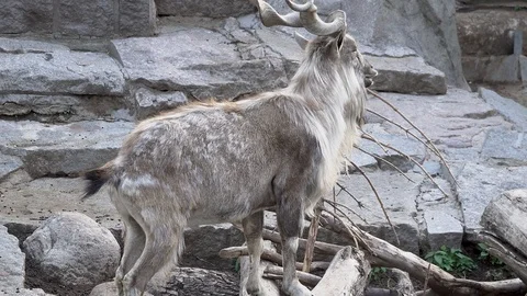 Mountain wild goat Stock Footage 90820362