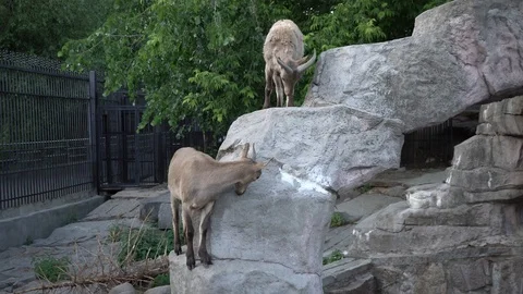 Mountain wild goat Video stock 90820556