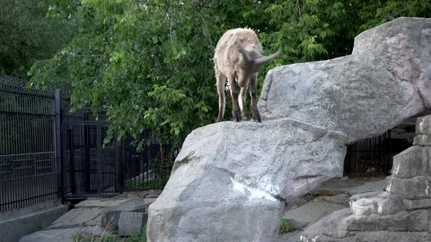 Mountain wild goat 動画素材 90820731