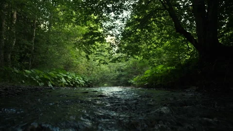 Mountain wild river surrounded by hills covered by green leaves at summer day Stock Footage 333562138