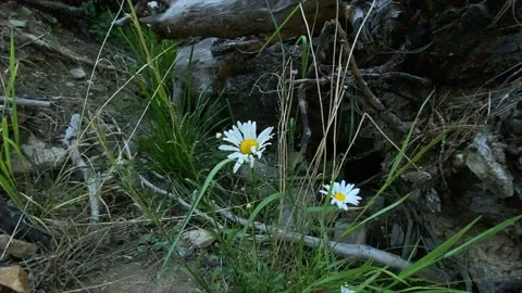 Mountain wildflower daisy Stock Footage 211551486