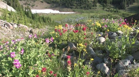Mountain Wildflowers 스톡 동영상 153593