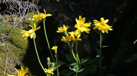 Mountain wildflowers Stock Footage 12034098