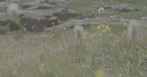 Mountain wildflowers Stock Footage 65137771