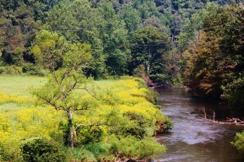 Mountain wildflowers river Stock Photos