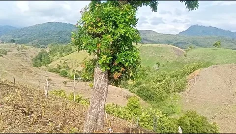 The mountain wind blows on the green leaves on the trees 3 库存影片 215314548