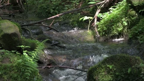 The mountain winding river flows among the rocks between the rocks and the fores Video stock 157943427