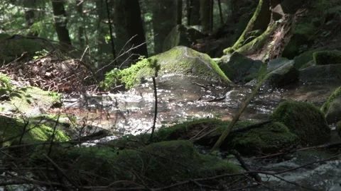 The mountain winding river flows among the rocks between the rocks and the fores Stock Footage 157943481