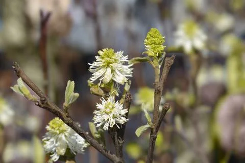Mountain witch alder Stock Photos