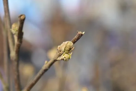 Mountain witch alder Stock Photos