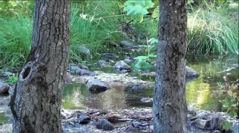 Mountain Woods and Stream Stock Footage 12364832