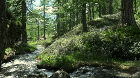Mountain woods forest landscape with river at Alpe Devero Stock-Footage 64586869