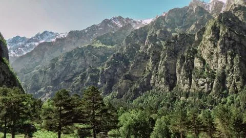 Mountain woods Stock Photos