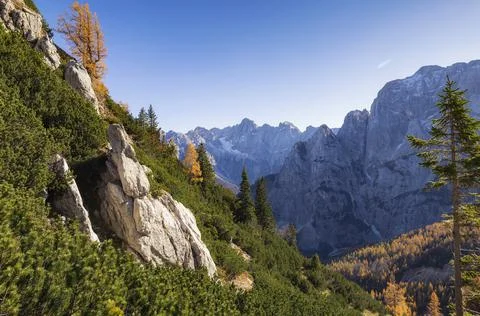 Mountain world with pine bush 写真素材
