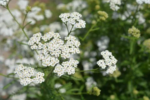 Mountain yarrow Stock Photos