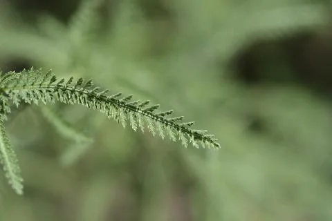 Mountain Yarrow Stock Photos