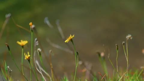 Mountain Yellow Flower with Blurred Forest Background Stock Footage 320187429