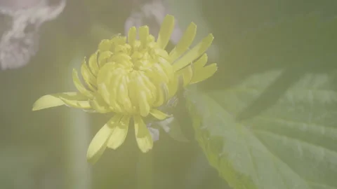 Mountain yellow flower 動画素材 304421794