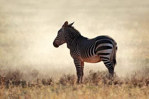 Mountain zebra in dust Foto stock