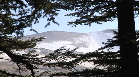Mountain zoom out Cedar Forest Stock Footage 58209563