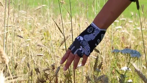 Mountainbiker hand with gloves straving through a corn and flower field wit.. Stock Footage 71369671