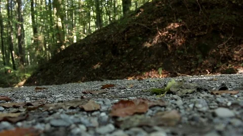 Mountainbiker wheels on a forest track passing by uphill gravel road Stock Footage 71204673