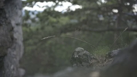 Mountainer, illegal climb Stock Footage 76812227