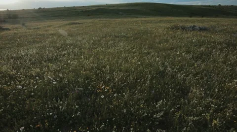 Mountainf meadow in the evening Stock Footage 8559561