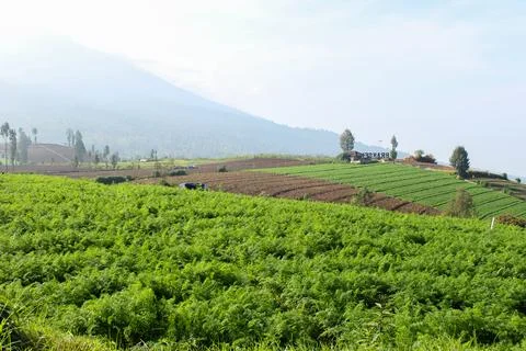 Mountainous Agricultural Fields Stock Photos