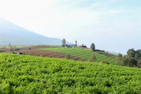 Mountainous Agricultural Fields Stock Photos