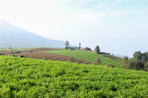 Mountainous Agricultural Fields Stock Photos