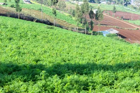 Mountainous Agricultural Fields Stock Photos
