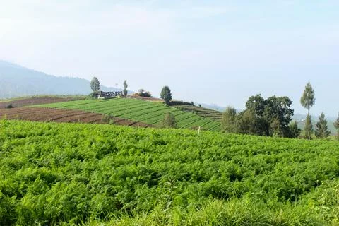 Mountainous Agricultural Fields Stock Photos
